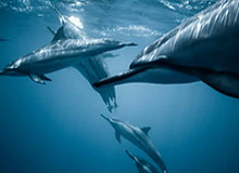 开云app下载-【观察】“蔡家军”冲击一流还缺什么？